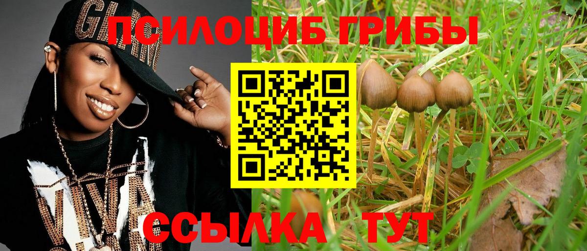 Псилоцибиновые грибы Psilocybe Муром